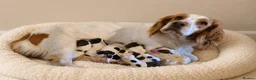 Mixed Breed dogs for sale: Clumber cocker springer cross - Advert 14
