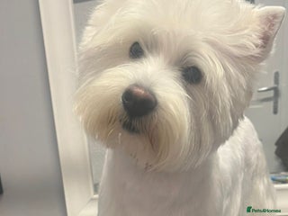 West Highland Terrier dogs Lovely puppies looking for new home. Waiting list - Advert 1