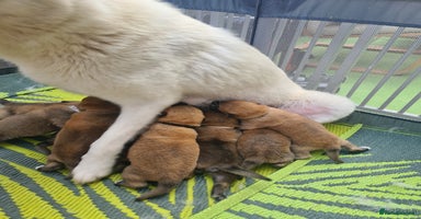 Mixed Breed dogs - Advert 10