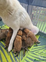 Mixed Breed dogs - Advert 10