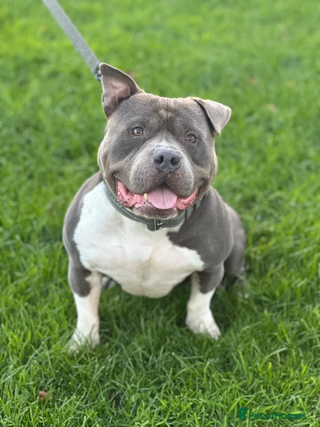 American Bully dogs for stud: 🦍🔥POCKET BULLY STUD AVAILABLE 🔥🦍 - Advert 2