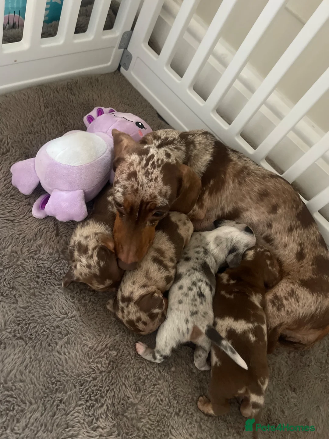 Miniature Dachshund dogs for sale: Mini dashund puppies  - Advert 9