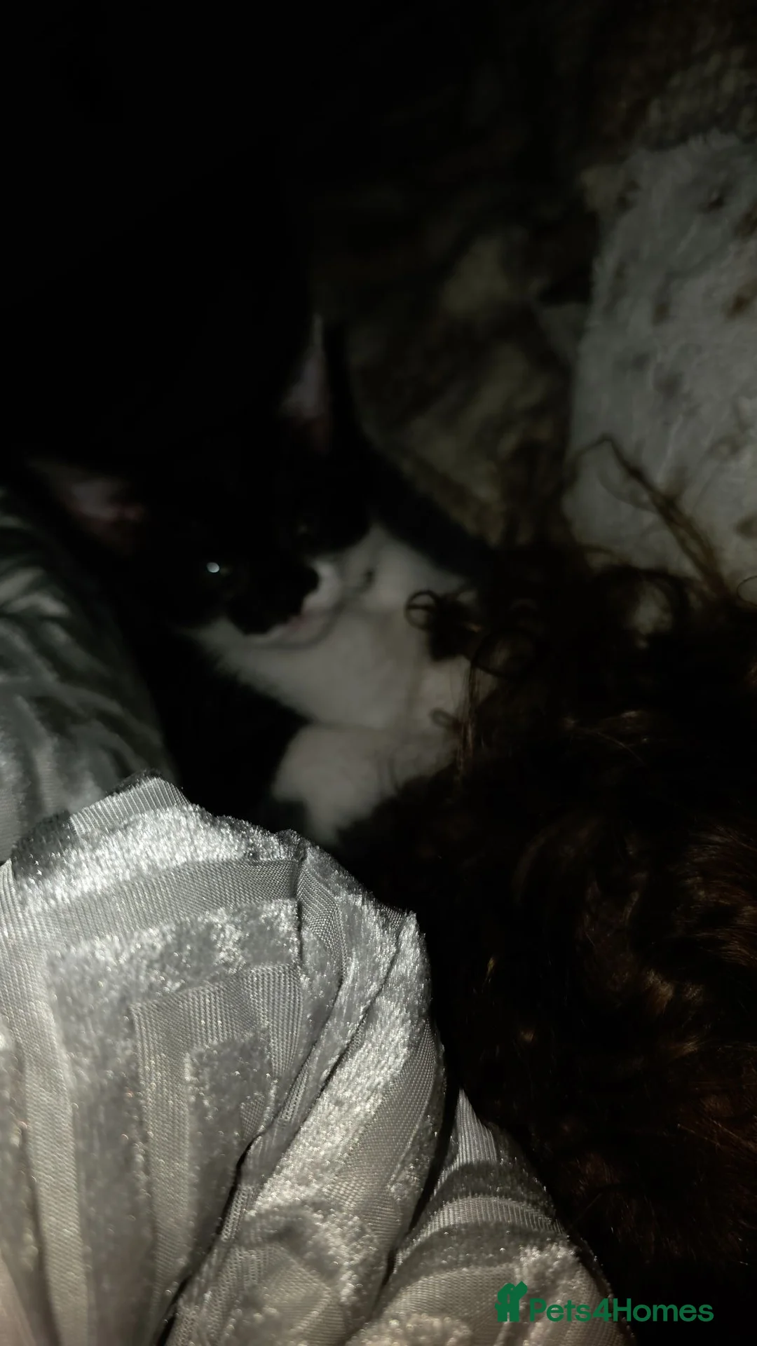 Mixed Breed cats for sale: Free kitten - Advert 5