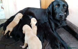 Mixed Breed dogs for sale: 6 month old labrador doberman cross - Advert 2