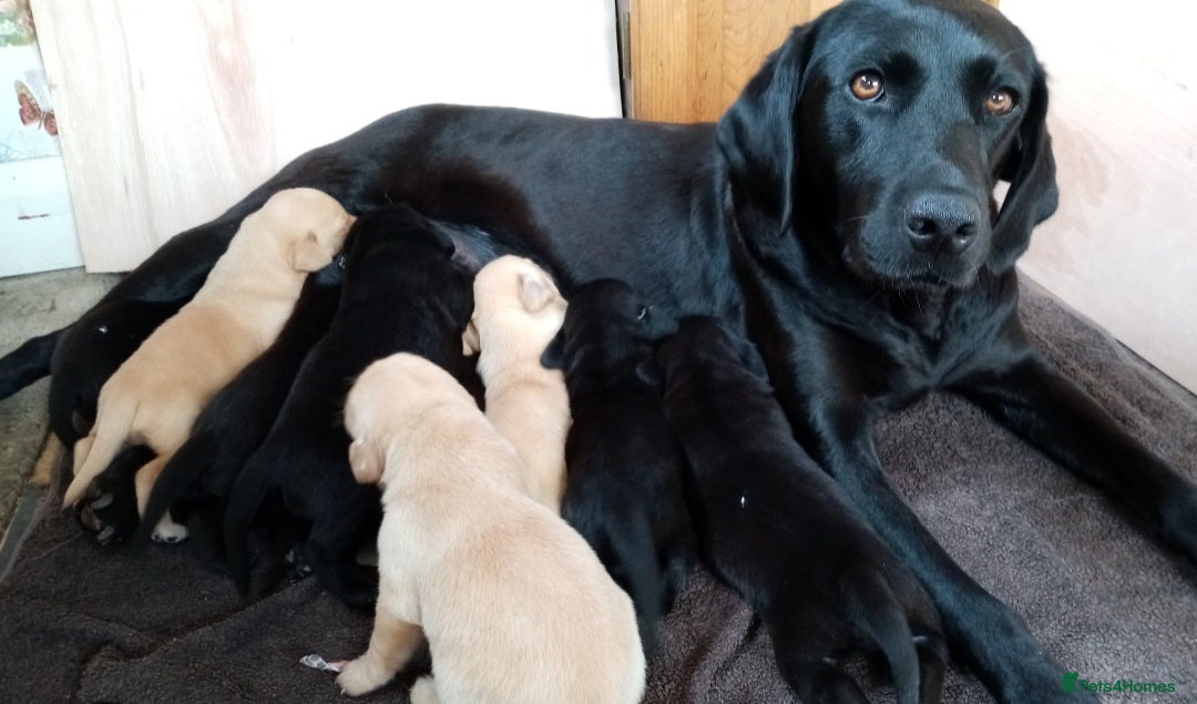 Mixed Breed dogs for sale: 6 month old labrador doberman cross - Advert 2