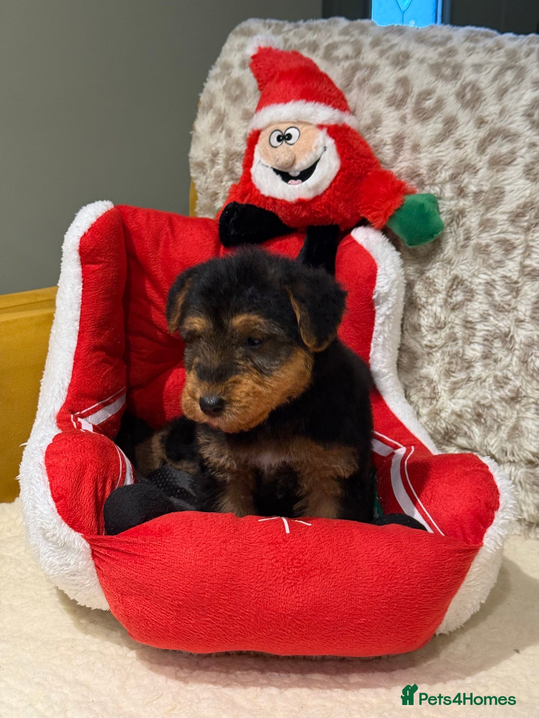 Mixed Breed dogs for sale: Airedale puppies  - Advert 16