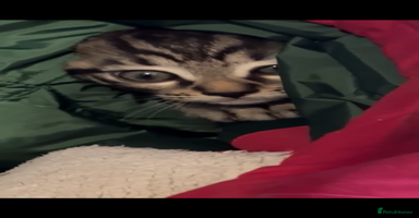 Bengal cats - Advert 10