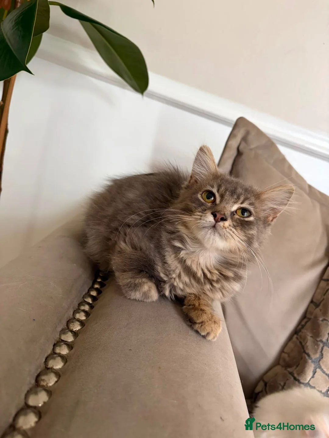 Maine Coon cats for sale: 2 grey main coone boys  - Advert 2