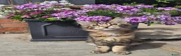 Maine Coon cats for sale: Pedigree Maine Coon Kittens  - Advert 16