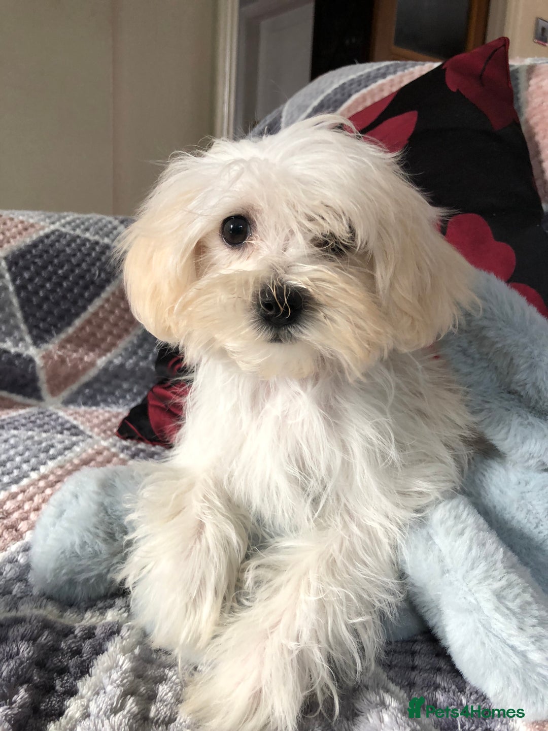 Maltipoo dogs for sale: maltipoo puppies for sale  - Image 7