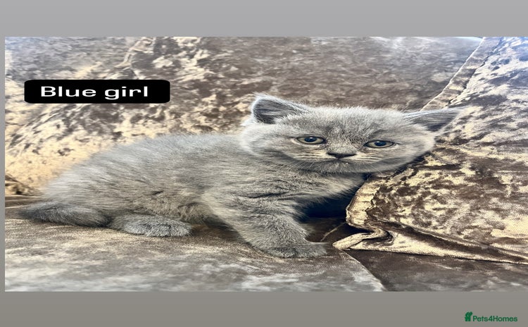 British Shorthair cats - Advert 5