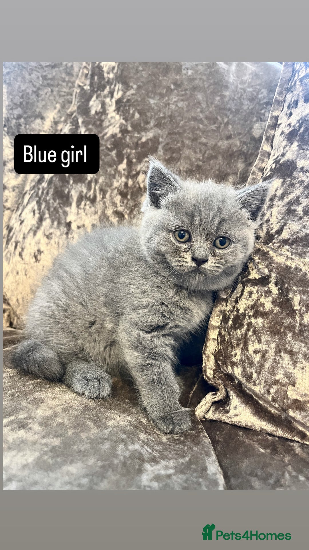 British Shorthair cats for sale: Gccf full British short hair  - Image 1