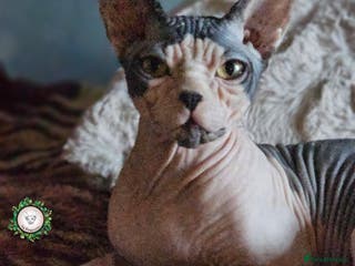 Sphynx cats Beautiful Canadian Sphynx Champion father line ❤️ - Advert 10