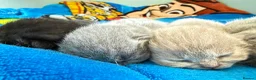 British Shorthair cats for sale: Beautiful Litter - Advert 10