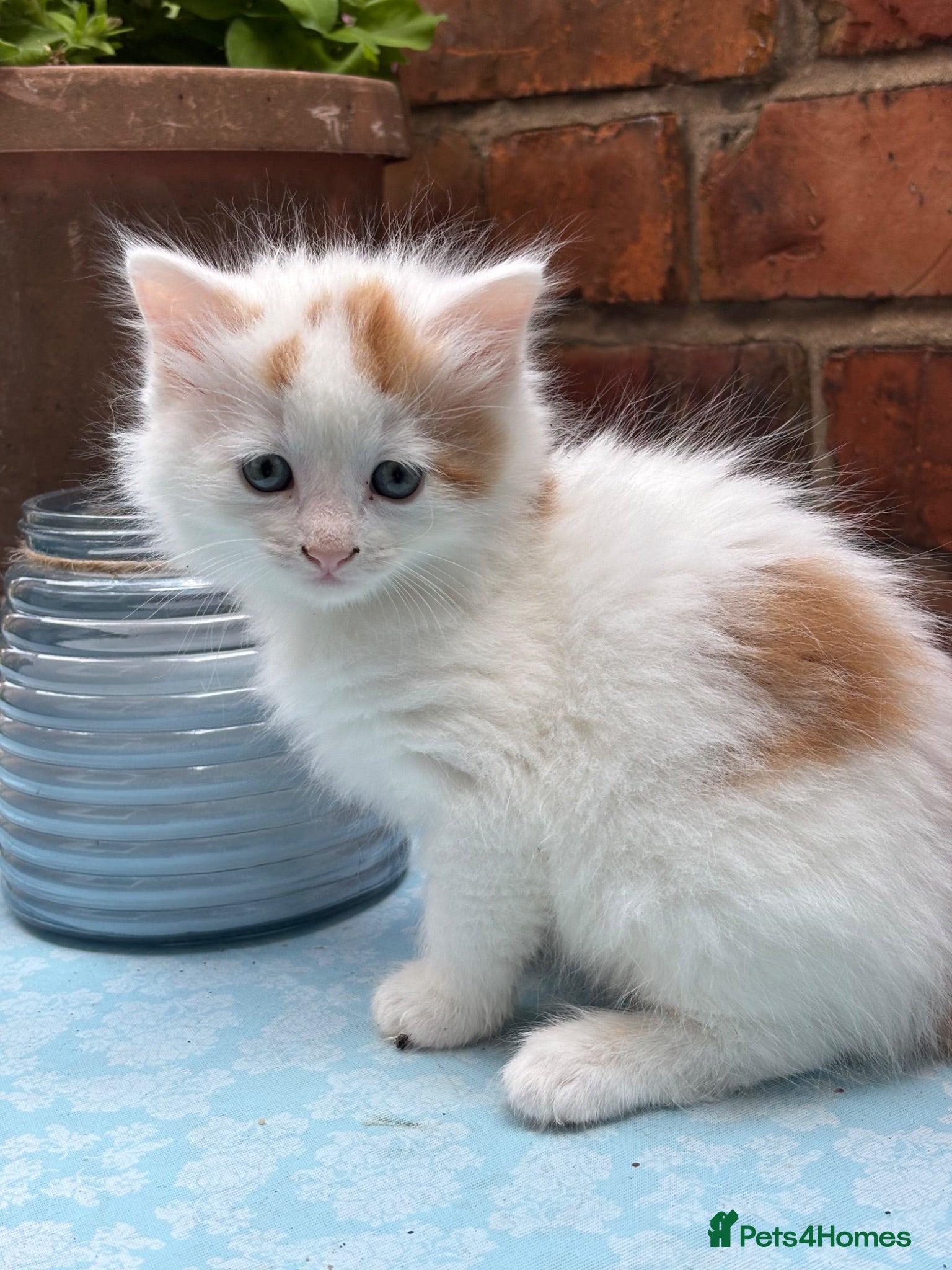 Maine Coon cats Beautiful Mix kittens - Advert 14