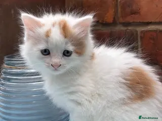 Maine Coon cats Beautiful Mix kittens - Advert 14
