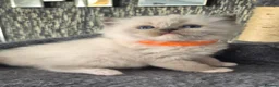 Ragdoll cats for sale: DNA tested Ragdoll kittens  - Advert 10