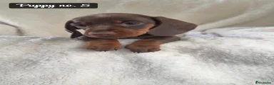 Miniature Dachshund Puppy 5