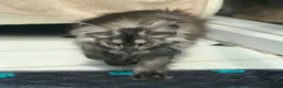 Maine Coon cats for sale: ⚜️ championline maine coon kittens ⚜️ polydactyl - Advert 7