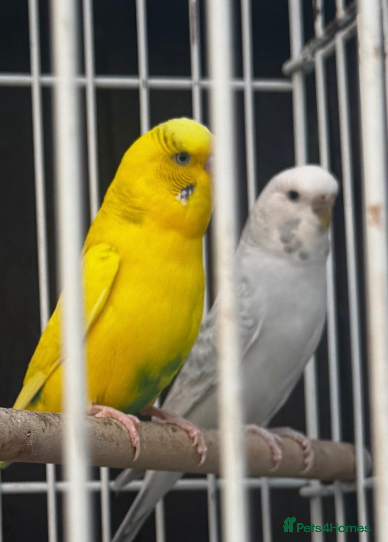 Budgerigars birds Breeding pair of budgies - Advert 1