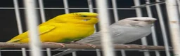 Budgerigars birds for sale: Breeding pair of budgies - Advert 1