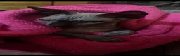 Sphynx cats for sale: Canadian Sphynx kitten  - Advert 3