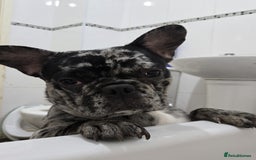French Bulldog dogs for sale: French bulldog for sale  - Image 2