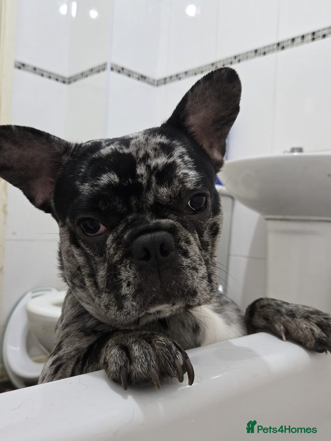 French Bulldog dogs for sale: French bulldog for sale  - Image 2