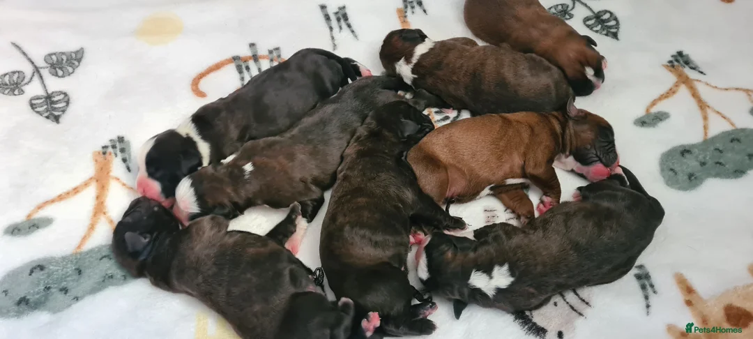 Boxer dogs for sale: Beautiful Puppies KC for Sale 🐶 - Advert 2