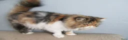 Persian cats for sale: Adorable Persian female kitten Ready now - Advert 7