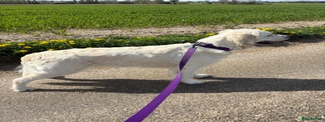 Exantal Kir Royale (Tilly)