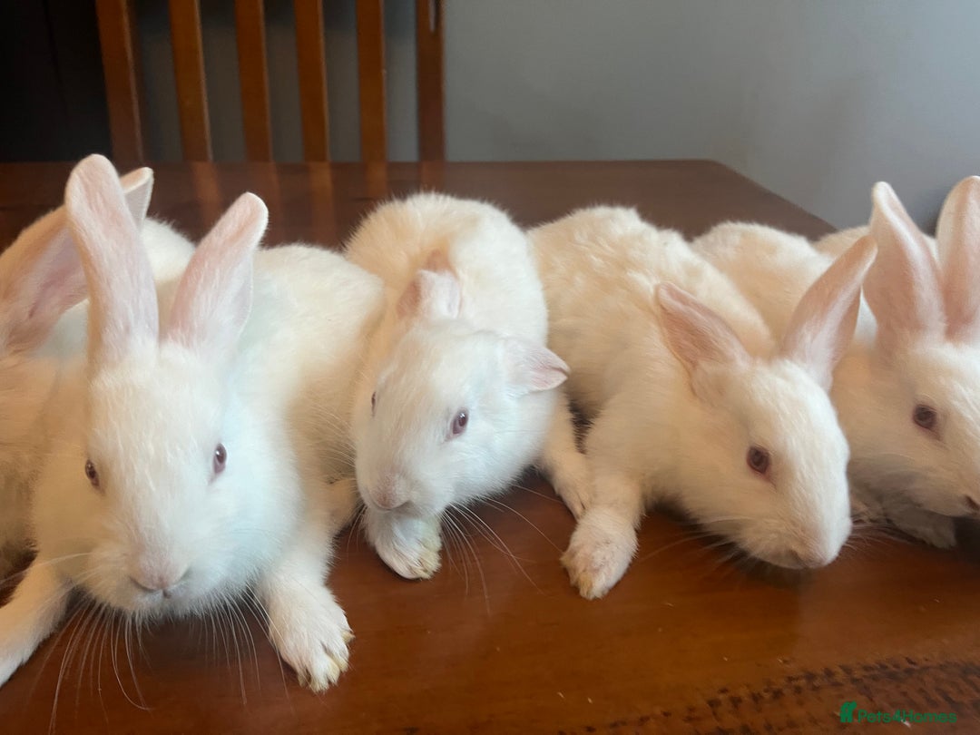 New Zealand rabbits for sale: New Zealand white rabbits - Image 3