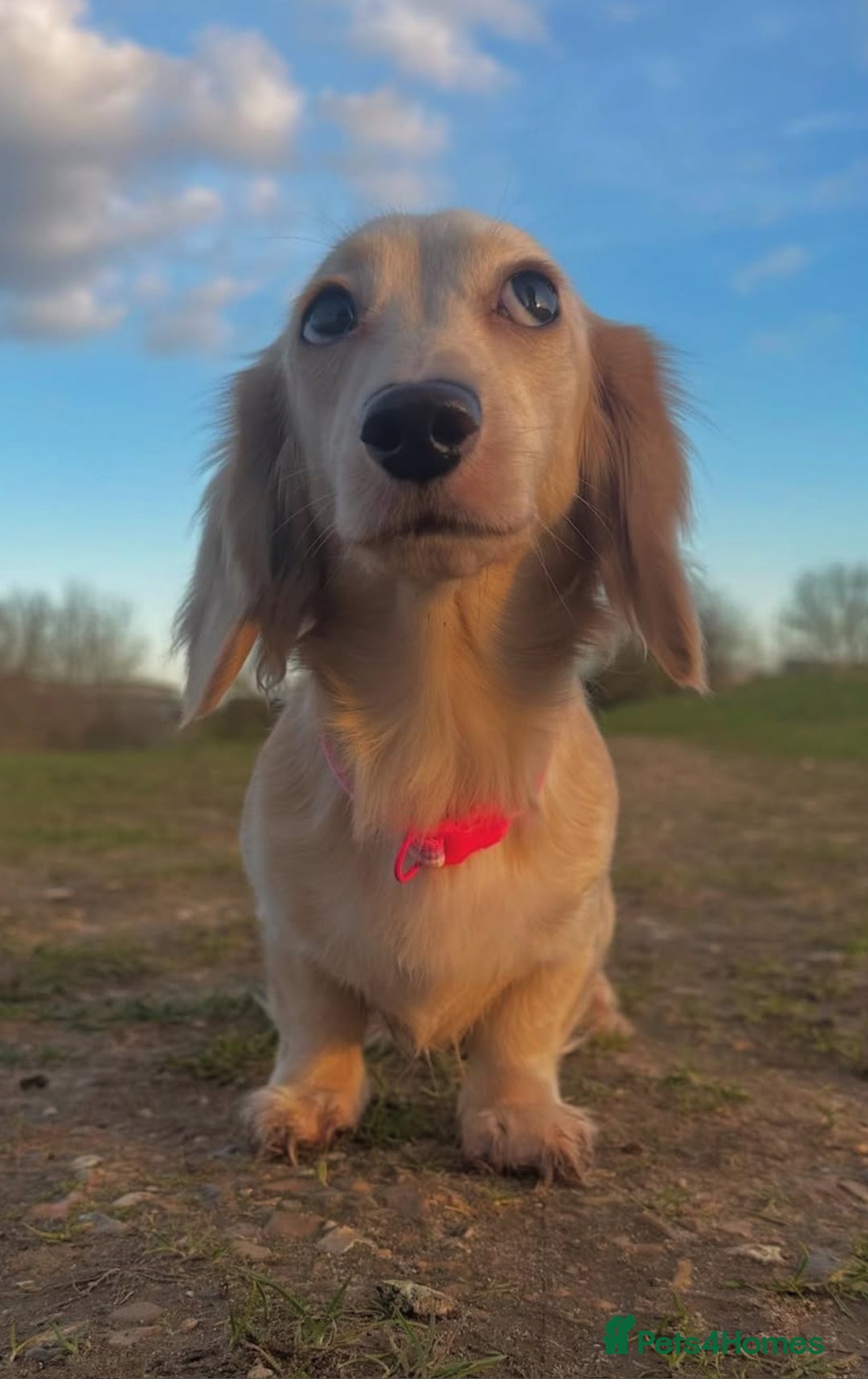 Miniature Dachshund dogs for sale: 2 male long-haired cream miniature dachshunds🩵 - Image 15