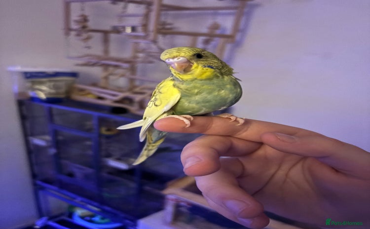 Budgerigars birds - Advert 1