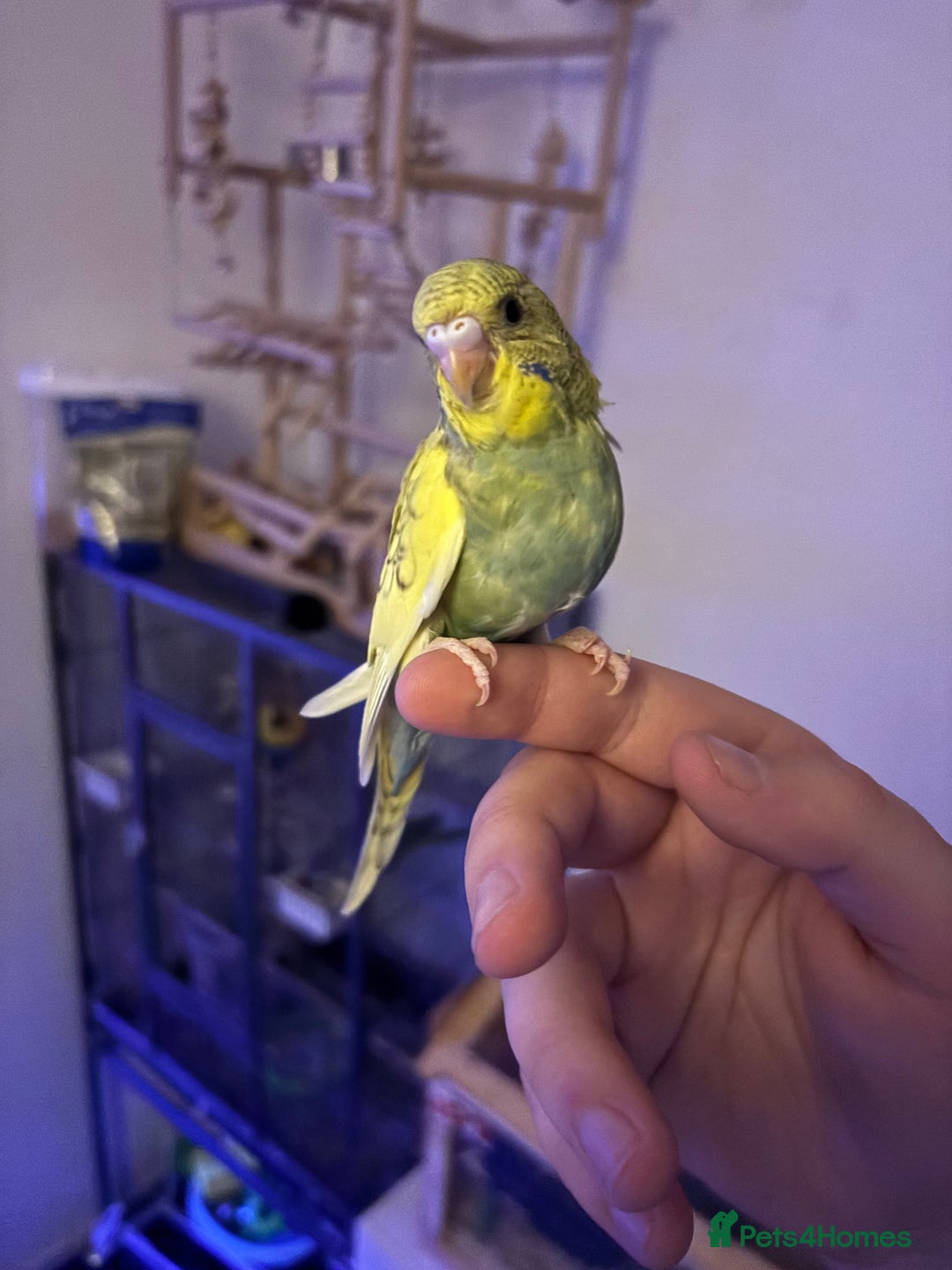 Budgerigars birds for sale: Hand reared baby budgies - Image 1