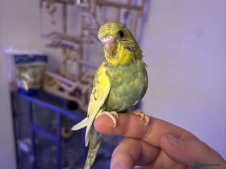 Budgerigars birds - Advert 6