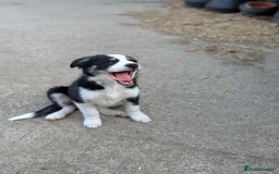 Mixed Breed dogs for sale: Labrador X border collie puppies  - Image 6