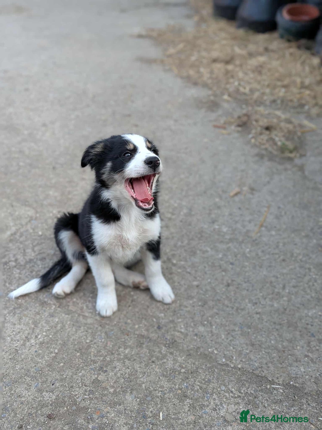 Mixed Breed dogs for sale: Labrador X border collie puppies  - Image 6