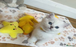 British Longhair cats for sale: 5 Beautiful blue eyed British Shorthair in London - Image 14