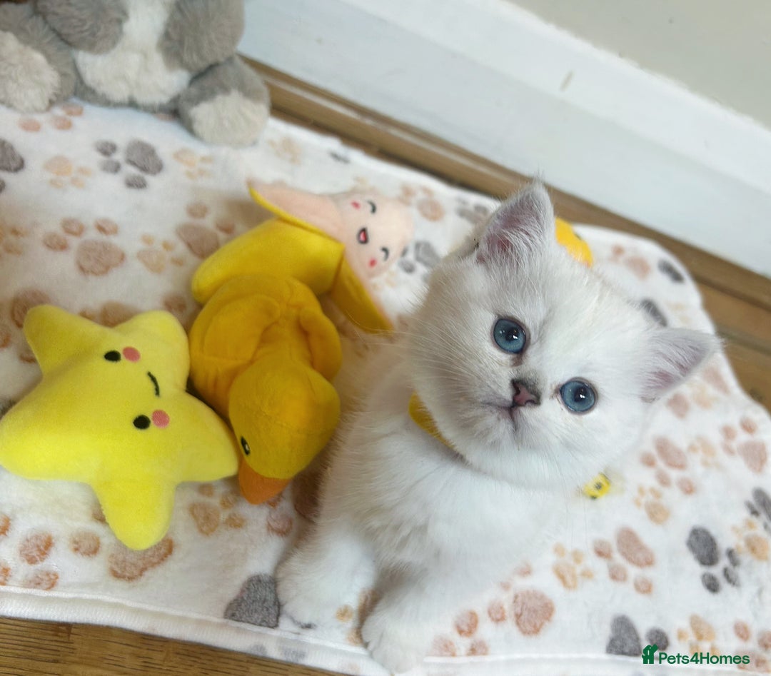 British Longhair cats for sale: 5 Beautiful blue eyed British Shorthair in London - Image 14