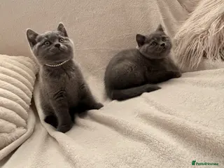 British Shorthair cats Beautiful babies ready soon - Advert 2