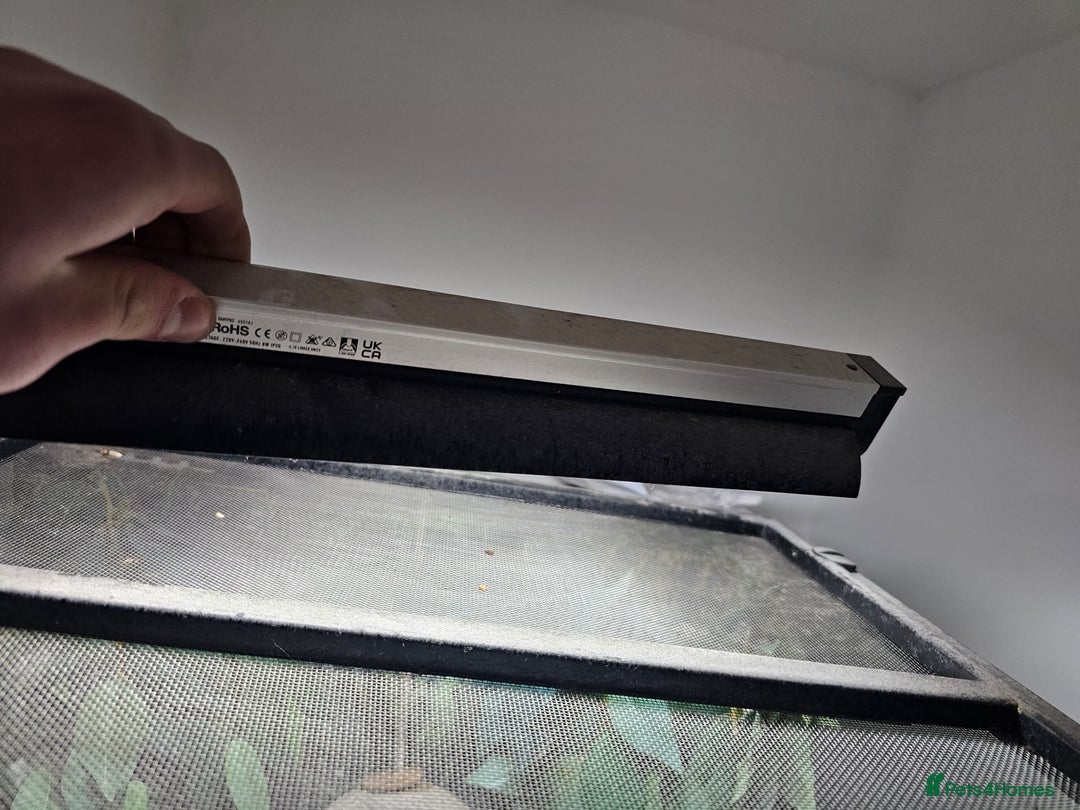 Gecko reptiles for sale: Crested Gecko  - Advert 6