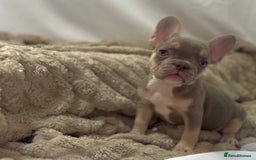 French Bulldog dogs for sale: 💕🐾 Stunning French bulldogs 🐾💕 - Advert 13