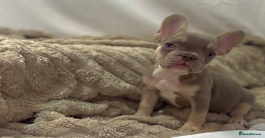 French Bulldog dogs 💕🐾 Stunning French bulldogs 🐾💕 - Advert 9