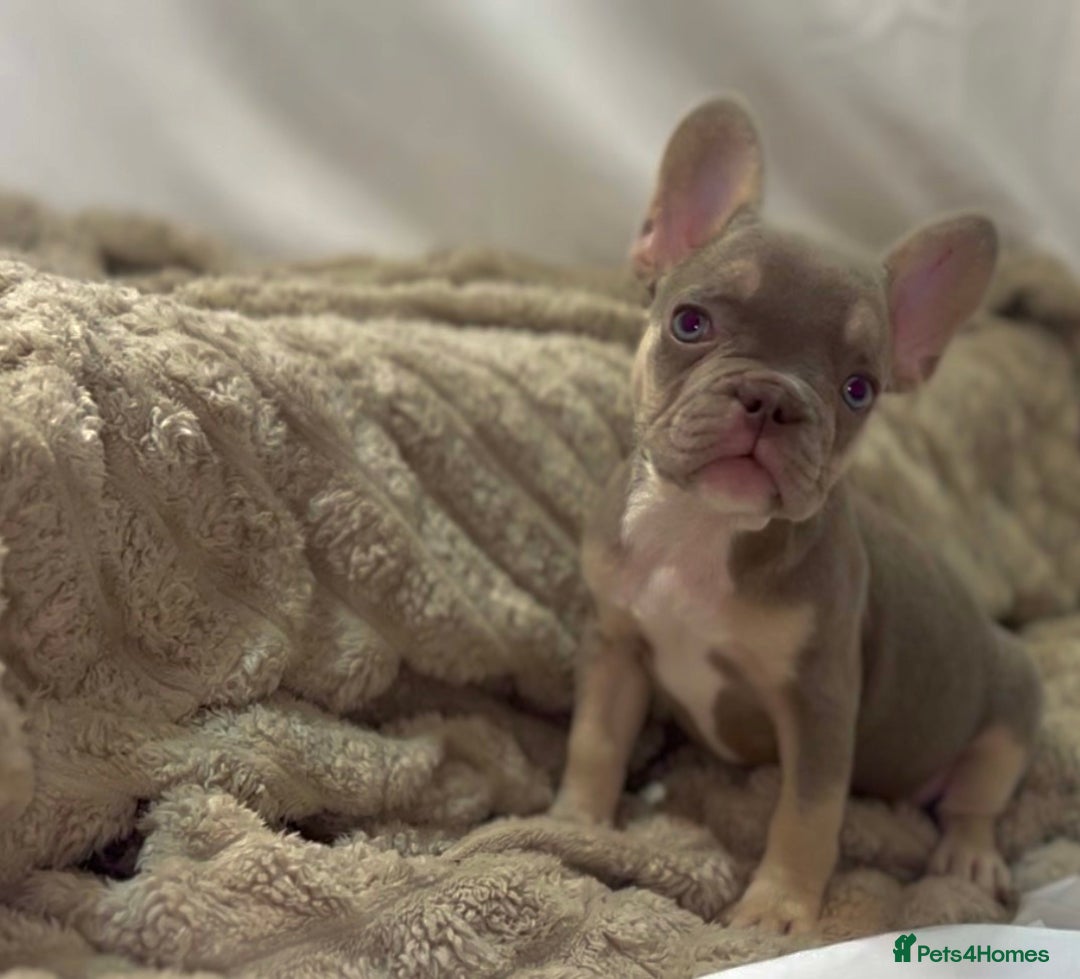 French Bulldog dogs for sale: 💕🐾 Stunning French bulldogs 🐾💕 - Advert 13