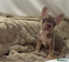 French Bulldog dogs 💕🐾 Stunning French bulldogs 🐾💕 - Advert 9