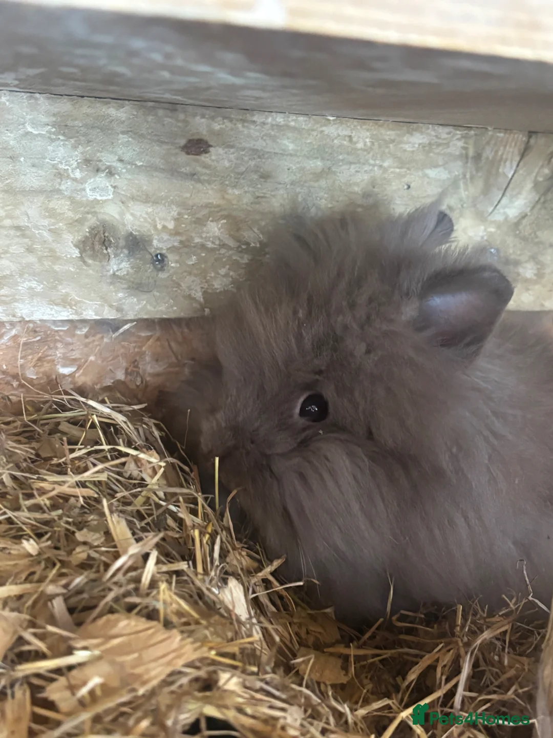 Lionhead rabbits for sale: Double Maned Lionhead  - Advert 1