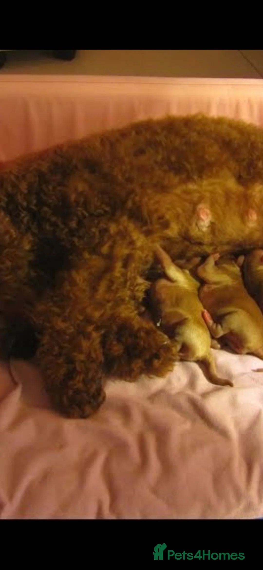 Maltipoo dogs for sale:  Hybrid F1 Tiny maltipoo puppies - Advert 2