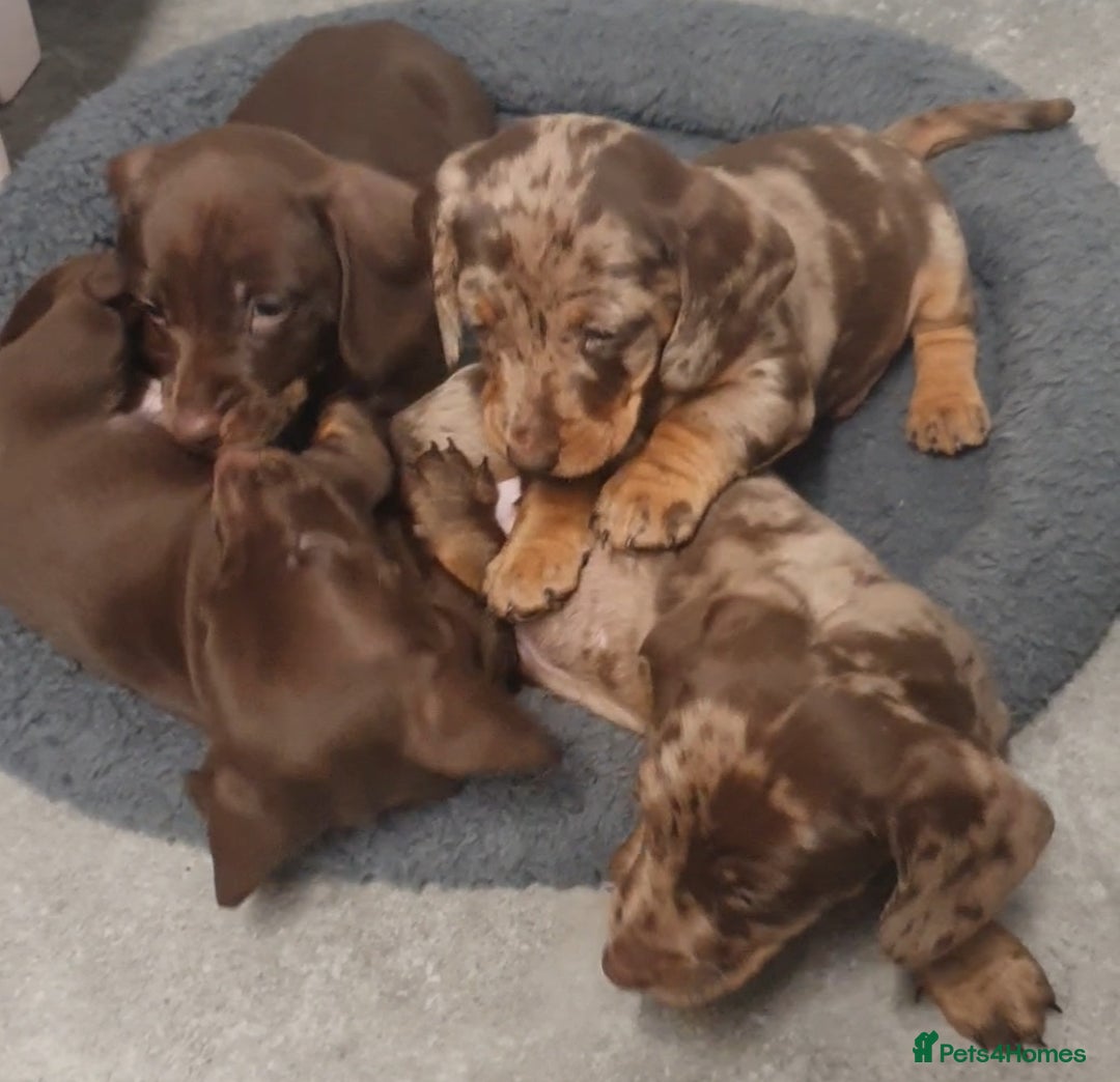 Miniature Dachshund dogs for sale: Miniature  dachshunds  - Advert 2