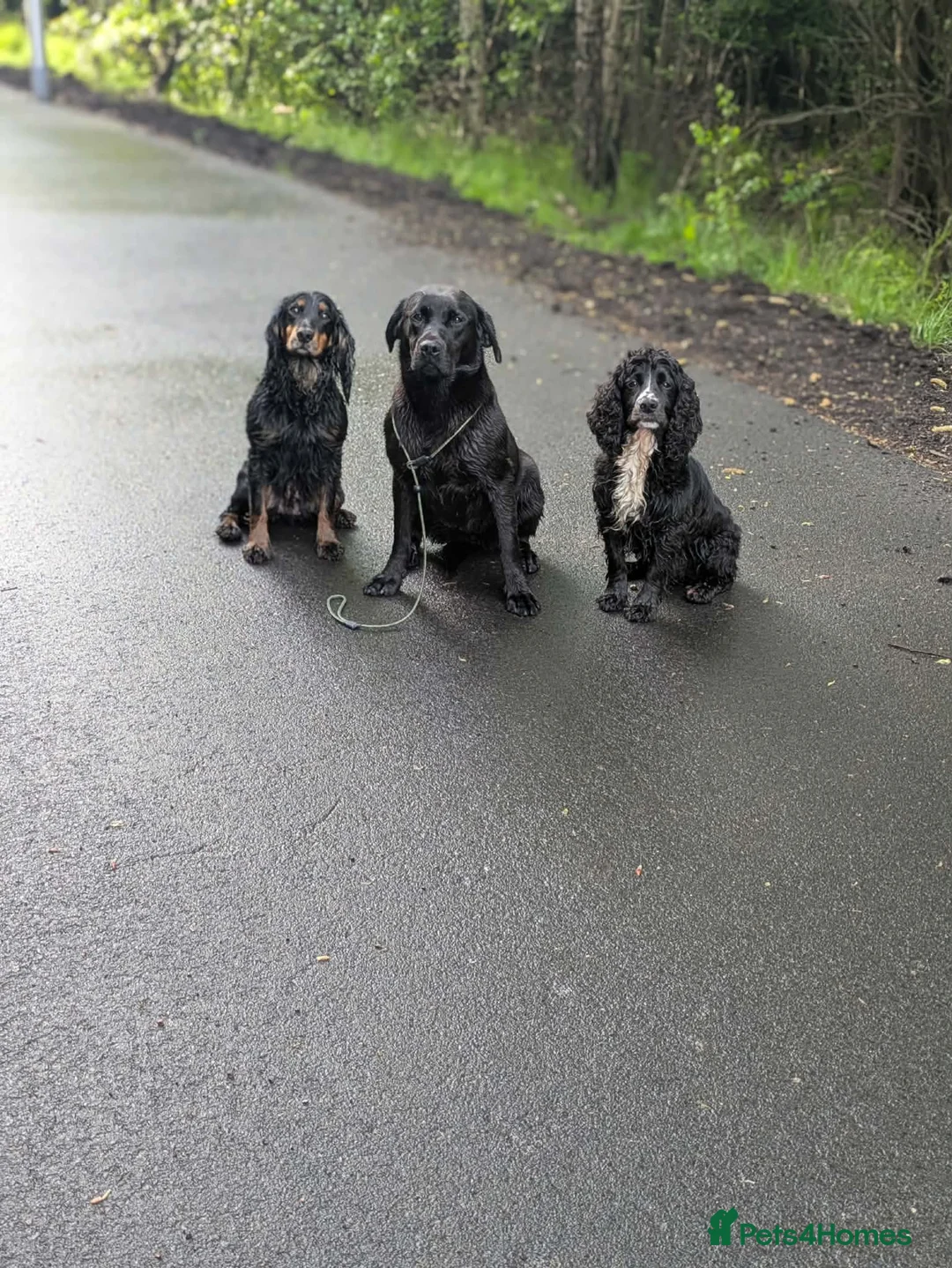 Labrador Retriever dogs for sale: Non KC working lab  - Advert 1